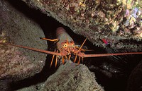 Californian lobster