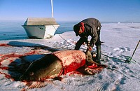 Bearded seal (Erignathus barbatus) being slaughtered by inuit native. Arctic and Subarctic