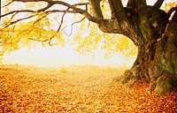 Beech tree, fall colours. Bavaria. Germany