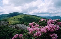 Rhododendron (Rhododendron sp.). Appalachian Trail. Pisgah National Forest. North Carolina, USA