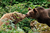 One and a half years old brown bear cub (Ursus arctos) licking the snout of his mother. Captives. Bavarian Forest National Park. Bavaria. Germany