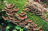 Bracket fungus on a fallen log. Muir Woods National Monument. Marin County. California. USA