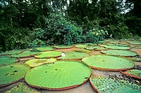 Giant water lilies (Victoria Amazonica). Moxos. Amazonia. Bolivia