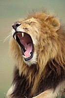 Lion (Panthera leo). Masai Mara. Kenya