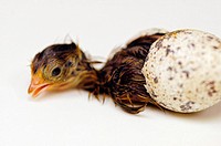 Japanese Quail (Coturnix coturnix japonica), hatching from egg