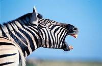 Burchell´s Zebra (Equus burchelli). Etosha National Park. Namibia