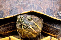 Slider Turtle (Trachemys scripta). Chagres National Park, Panama