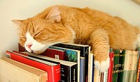 Cat sleeping on books