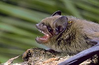 Bat (Pipistrellus pipistrellus)