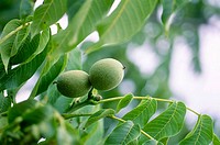 Nuts in walnut tree. Juglans regia.