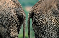 African Elephant. Loxodonta africana, Addo National Park, South Africa