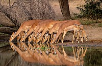 Impalas (Aepyceros melampus). Kruger National Park. South Africa