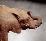 Profile view of elephant head (US Republican party symbol) in studio against gray painted canvas background.