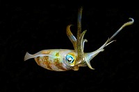 Bigfin reef squid, Sepioteuthis lessoniana, Dumaguete, Negros Island, Philippines