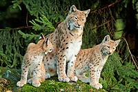Female lynx (Lynx lynx) with cubs. Bavaria, Germany