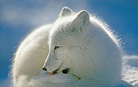 Arctic Fox (Alopex Lagopus). Open Mouth. Winter. Canada