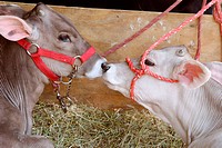 two calves, gray-brown and white, with red halters, nose to nose in straw in barn at Monroe County Fair, Bloomington, Indiana, USA