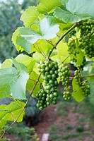 Vines (Vitis vinifera).