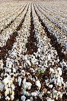 Cotton plantation (Gossypium herbaceum). El Puerto de Santa María. Cádiz. Spain.