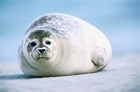 Harbour seal (Phoca vitulina). Island of Helgoland. Germany.