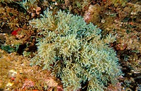 Brown algae (Cystoseira sp.), Mediterranean Sea