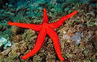 Red Sea Star (Echinaster sepositus), Mediterranean Sea
