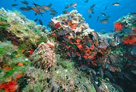 Underwater landscape, Mediterranean Sea
