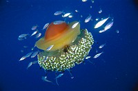 Jellyfish (Cotylorhiza tuberculata), Mediterranean Sea