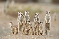 Meerkat or suricate (Suricata suricatta) family with young on the lookout at the edge of their burrow. Kgalagadi Desert. Southeast Namibia