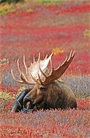 Moose (Alces alces), male. Denali NP. Alaska. USA