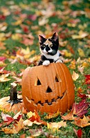 Cat on Halloween pumpkin