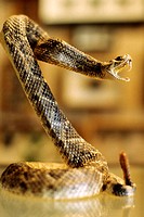 Stuffed rattlesnake posed in striking mode.