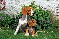 Dog (Canis familiaris), Beagle adult and puppy
