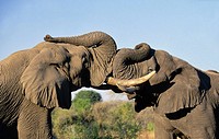 African Elephant. Loxodonta africana, Greeting, Sabi Sabi, Greater Kruger National Park, South Africa