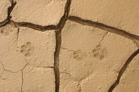 Animal foot prints in mudflats. Anza Borrego Desert State Park. California. USA.