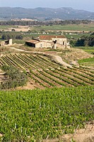 Vineyards and ´masia´ (typical farmhouse) in La Múnia, Alt Penedès. Barcelona province, Catalonia. Spain