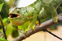 Flap-necked chameleon (Cameaeleo dilepsis). Lake Malawi, Malawi