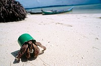 Large hermit crab using green plastic cap as a home instead of a shell. Rubbish in the oceans can have unforseen impacts on wildlife. Sulwesi, Indones...