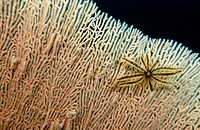 Oxycomanthus sp. and Subergorgia mollis. Feather star on gorgonian fan. Thailand. Andamans Sea. Indian Ocean.