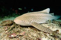 Stegostoma fasciatum. Leopard shark. Thailand. Andamans Sea. Indian Ocean.