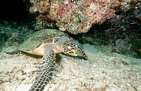 Chelonia mydas. Green sea turtle. Maldive Islands. Indian Ocean.