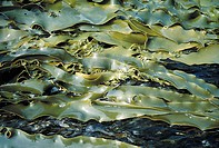 Bull kelp (Durvillea potatorum) or sea vegetable, southwestern Tasmania, Australia