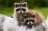 Raccoon (Procyon lotor) youngs. Minnesota, USA