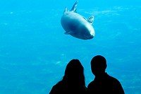 Beluga captive Oceanographic de Valencia, Valencia, Spain