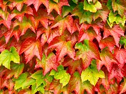 Green Leaves Turning Red In Autumn