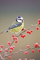 Blue Tit (Parus caeruleus) perched on red cotoneaster berries in frost. Scotland.