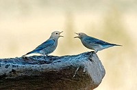 Bluebirds (Sialia sp.) arguing