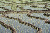 Rice fields, Mexico
