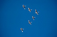 Snow geese flying in a V formation