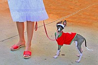 Mini greyhound type dog wearing t-shirt and visor with woman wearing red sandals and lacy skirt.